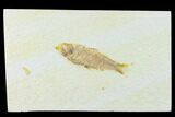 Bargain, Bargain Fossil Fish (Knightia) - Green River Formation #134019-1